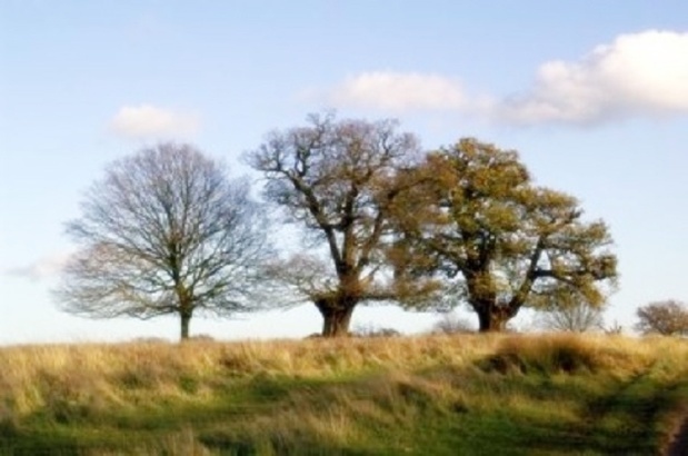 As três árvores